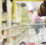 В Охе была неделя стабильности цен в продуктовых магазинах - Газета Сахалинский нефтяник
