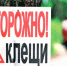 Вакцина есть, укусов не было. Как в Охе проходит «клещевой» период - Газета Сахалинский нефтяник