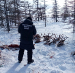 Суд освободил от наказания двух из четырех браконьеров, забивших стадо оленей в Охинском районе