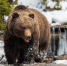 На Сахалине стартовал прием заявлений на добычу бурых медведей - Okha65.Ru