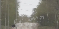 Двух гуляющих по дороге медведей заметили в Некрасовке - Okha65.Ru