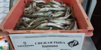 Два центнера корюшки по проекту «Доступная рыба» доставили сегодня в магазины Охи - Газета Сахалинский нефтяник