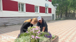 Охинцы присылают в редакцию фотографии городских клумб – любуются