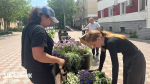 Охинцы присылают в редакцию фотографии городских клумб – любуются