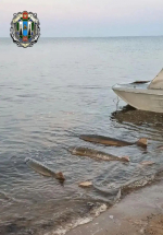 Двое молодых охинцев подозреваются в незаконном вылове калуги